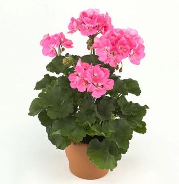 Pel_zon_dolce_vita_pink_2