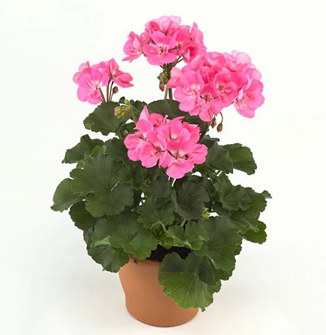 Pel_zon_dolce_vita_pink_2