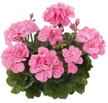Pel_zon_dolce_vita_pink_3