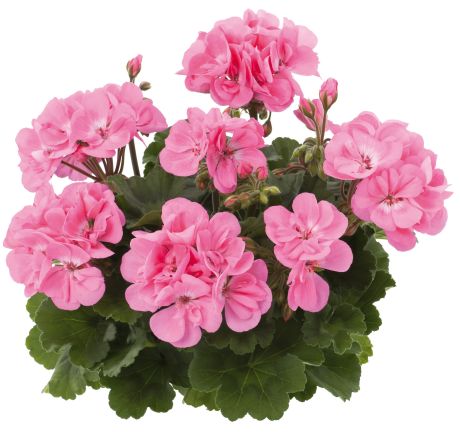 Pel_zon_dolce_vita_pink_3