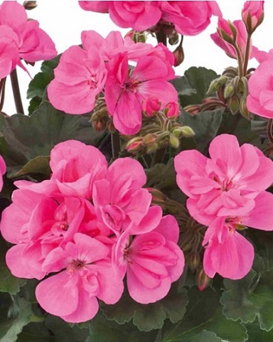 Pel_zon_dolce_vita_pink_4