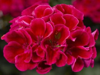 Pel_zon_dolce_vita_purple_eye_3