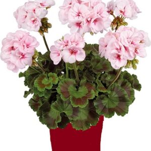 Pelargonium zonale smart appleblossom (estelle)