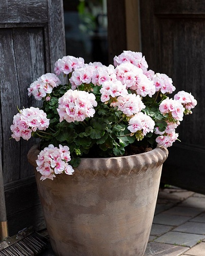 Pel_zon_smart_appleblossom_2