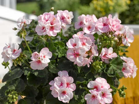 Pel_zon_smart_appleblossom_3