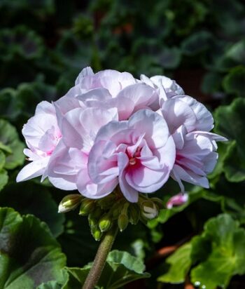 Pel_zon_smart_appleblossom_4
