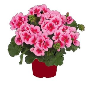 Pelargonium zonale smart splash