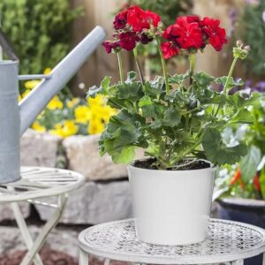 Pelargonium zonale trend dark red (sophie)