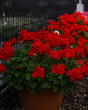 Pel_zon_trend_dark_red_2