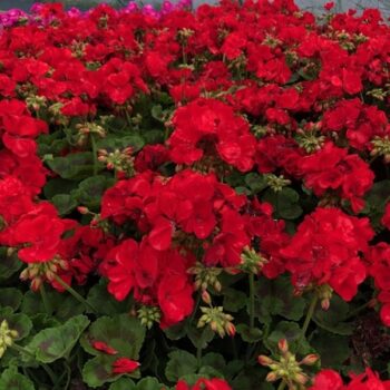 Pel_zon_trend_dark_red_3