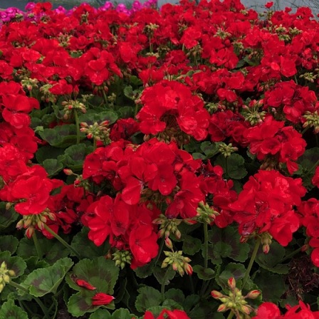 Pel_zon_trend_dark_red_3