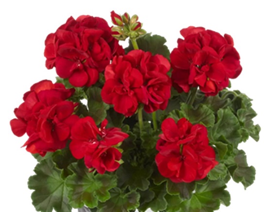 Pel_zon_trend_dark_red_4