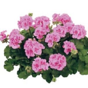Pelargonium zonale trend lavender pink eye (vera)