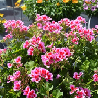 Pel_zon_trend_lavender_pink_eye_3