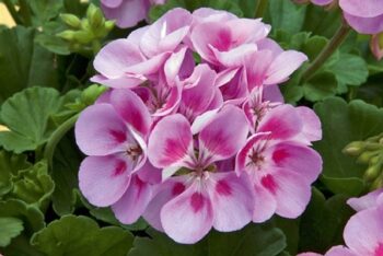 Pel_zon_trend_lavender_pink_eye_4