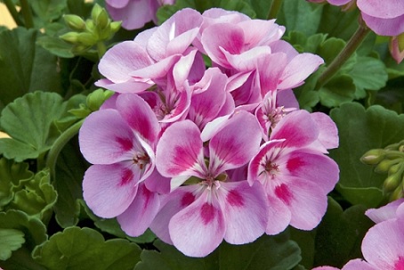 Pel_zon_trend_lavender_pink_eye_4