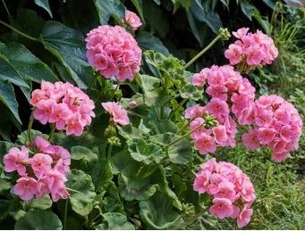Pel_zon_trend_light_pink_3
