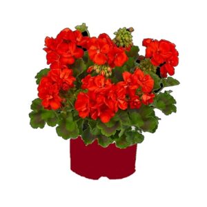 Pelargonium zonale trend orange (emilia)