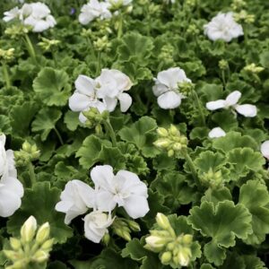 Pelargonium zonale trend white (lasse)