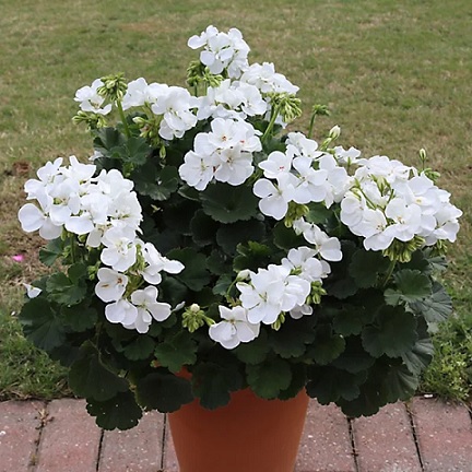 Pel_zon_trend_white_2