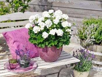 Pel_zon_trend_white_3