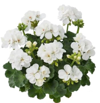 Pel_zon_trend_white_4