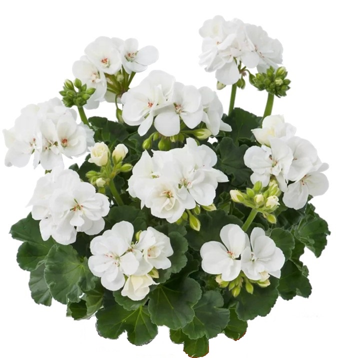 Pel_zon_trend_white_4