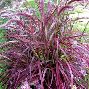 Pennisetum_Advena_Fireworks_1