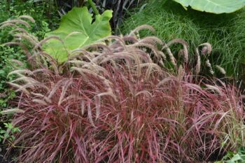 Pennisetum_Advena_Fireworks_2