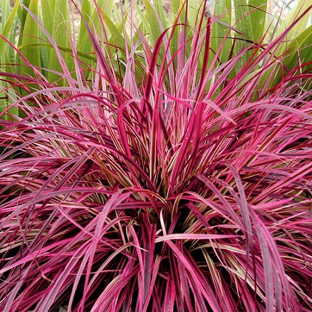 Pennisetum_Advena_Fireworks_3