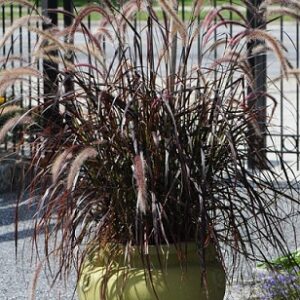 Pennisetum Advena Rubrum