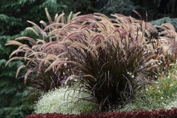 Pennisetum_Advena_Rubrum_1