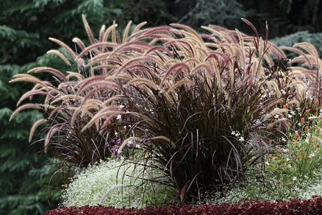 Pennisetum_Advena_Rubrum_1