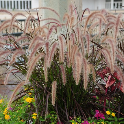 Pennisetum_Advena_Rubrum_2