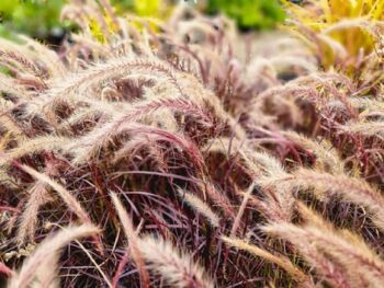 Pennisetum_Advena_Rubrum_3