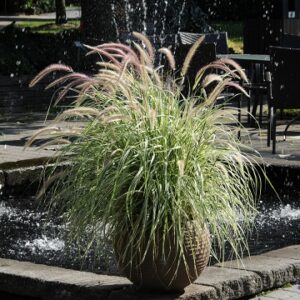 Pennisetum Advena Sky Rocket