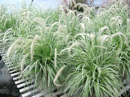 Pennisetum_Advena_Sky_Rocket_1