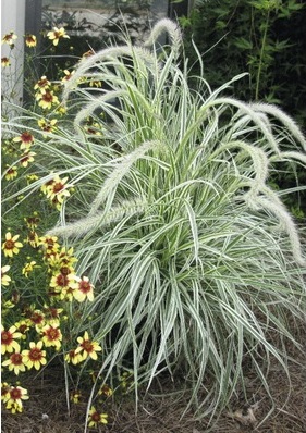 Pennisetum_Advena_Sky_Rocket_2