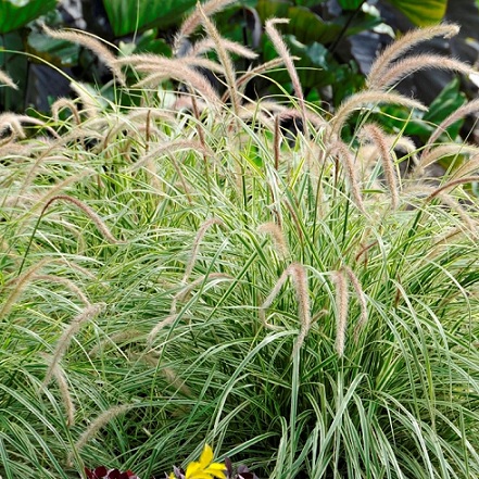 Pennisetum_Advena_Sky_Rocket_3