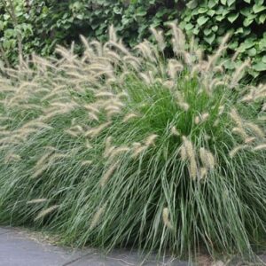 Pennisetum Alopecuroides Hameln