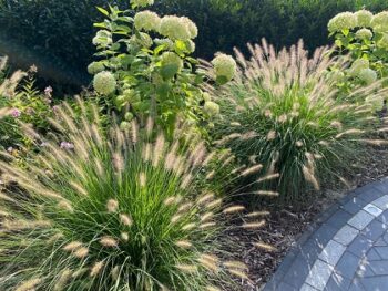 Pennisetum_Alopecuroides_Hameln_1