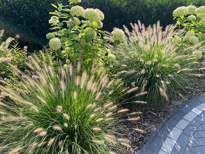 Pennisetum_Alopecuroides_Hameln_1