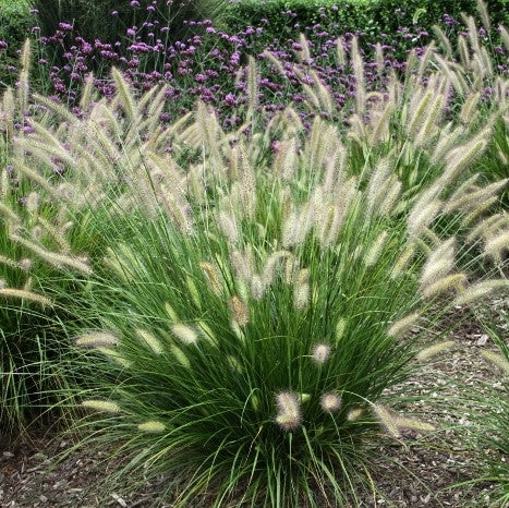 Pennisetum_Alopecuroides_Hameln_2