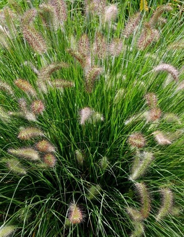 Pennisetum_Alopecuroides_Hameln_3