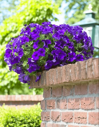 Petunia_blue_1