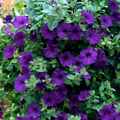 Petunia_blue_2