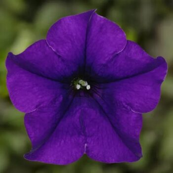Petunia_blue_3