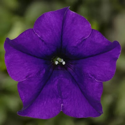 Petunia_blue_3