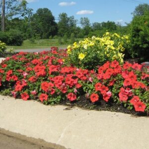Petunia deep red