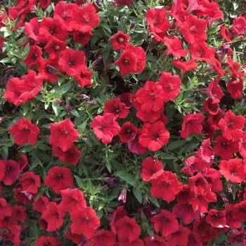 Petunia_deep_red_1